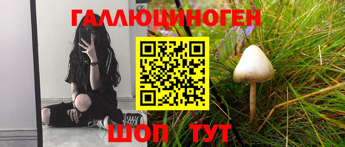 купить  сайты  Вход с VPN  Ачхой-Мартан  Псилоцибиновые грибы мухоморы  Псилоцибиновые грибы Psilocybe 